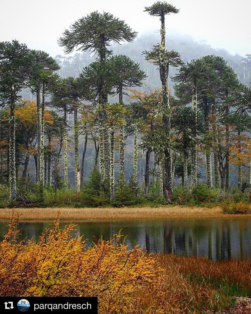 Departamento Explore Pucon Διαμέρισμα Εξωτερικό φωτογραφία